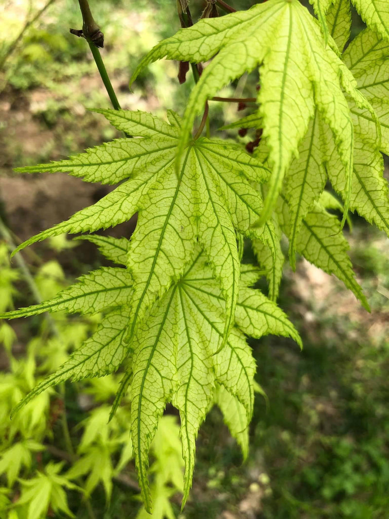 - Acer palmatum 'Reticulatum' Japanese Maple - Mr Maple │ Buy Japanese Maple Trees