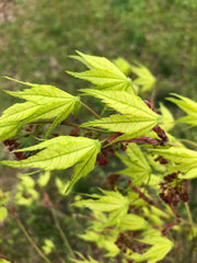 - Acer palmatum 'Reticulatum' Japanese Maple - Mr Maple │ Buy Japanese Maple Trees