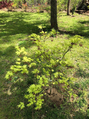 - Acer palmatum 'Reticulatum' Japanese Maple - Mr Maple │ Buy Japanese Maple Trees