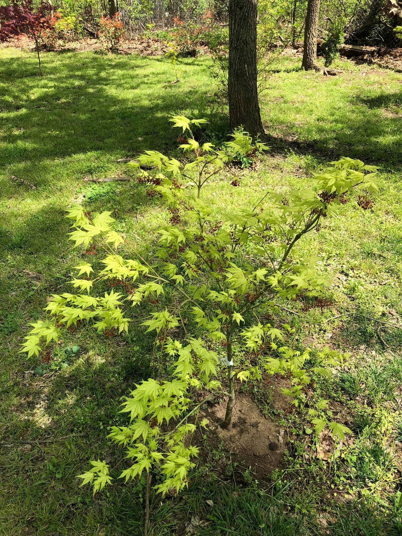 - Acer palmatum 'Reticulatum' Japanese Maple - Mr Maple │ Buy Japanese Maple Trees