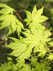 - Acer palmatum 'Reticulatum' Japanese Maple - Mr Maple │ Buy Japanese Maple Trees