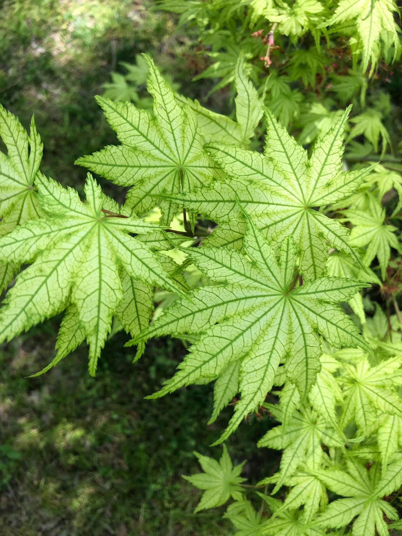 Buy Acer palmatum 'Shigitatsu sawa' Japanese Maple — Mr Maple