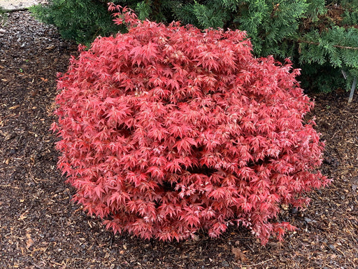 '- Acer palmatum 'Rhode Island Red' Dwarf Bloodgood Japanese Maple - Mr Maple │ Buy Japanese Maple Trees