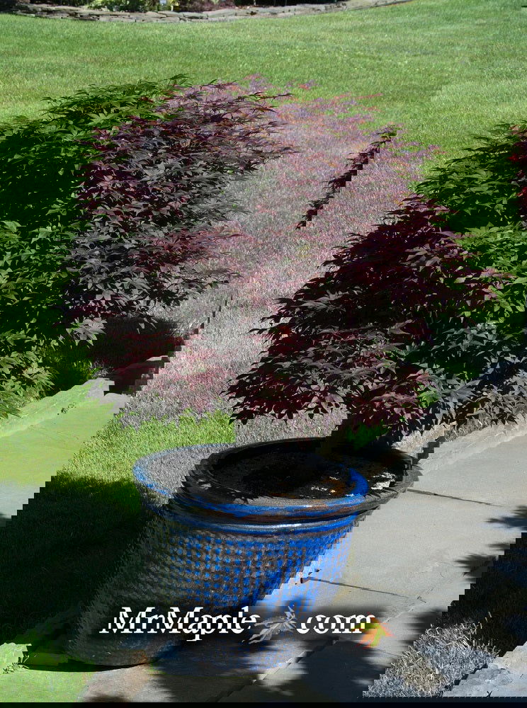 - Acer palmatum 'Rhode Island Red' Dwarf Bloodgood Japanese Maple - Mr Maple │ Buy Japanese Maple Trees