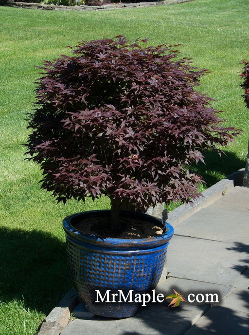 Acer palmatum 'Rhode Island Red' Dwarf Bloodgood Japanese Maple - Mr Maple │ Buy Japanese Maple Trees