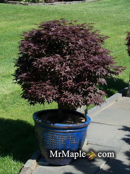 '- Acer palmatum 'Rhode Island Red' Dwarf Bloodgood Japanese Maple - Mr Maple │ Buy Japanese Maple Trees