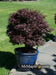 - Acer palmatum 'Rhode Island Red' Dwarf Bloodgood Japanese Maple - Mr Maple │ Buy Japanese Maple Trees