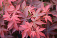 - Acer palmatum 'Rhode Island Red' Dwarf Bloodgood Japanese Maple - Mr Maple │ Buy Japanese Maple Trees