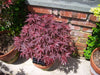 - Acer palmatum 'Rhode Island Red' Dwarf Bloodgood Japanese Maple - Mr Maple │ Buy Japanese Maple Trees