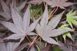 - Acer palmatum 'Rhode Island Red' Dwarf Bloodgood Japanese Maple - Mr Maple │ Buy Japanese Maple Trees