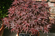 - Acer palmatum 'Rhode Island Red' Dwarf Bloodgood Japanese Maple - Mr Maple │ Buy Japanese Maple Trees