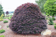 - Acer palmatum 'Rhode Island Red' Dwarf Bloodgood Japanese Maple - Mr Maple │ Buy Japanese Maple Trees