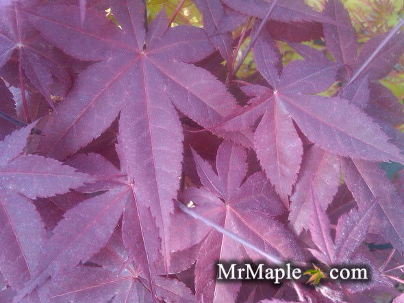 - Acer palmatum 'Rhode Island Red' Dwarf Bloodgood Japanese Maple - Mr Maple │ Buy Japanese Maple Trees