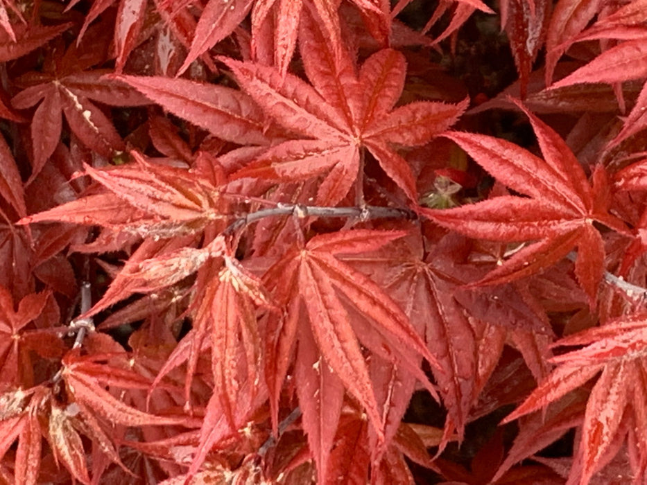 - Acer palmatum 'Rhode Island Red' Dwarf Bloodgood Japanese Maple - Mr Maple │ Buy Japanese Maple Trees