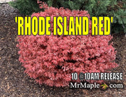 - Acer palmatum 'Rhode Island Red' Dwarf Bloodgood Japanese Maple - Mr Maple │ Buy Japanese Maple Trees