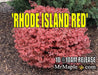 - Acer palmatum 'Rhode Island Red' Dwarf Bloodgood Japanese Maple - Mr Maple │ Buy Japanese Maple Trees