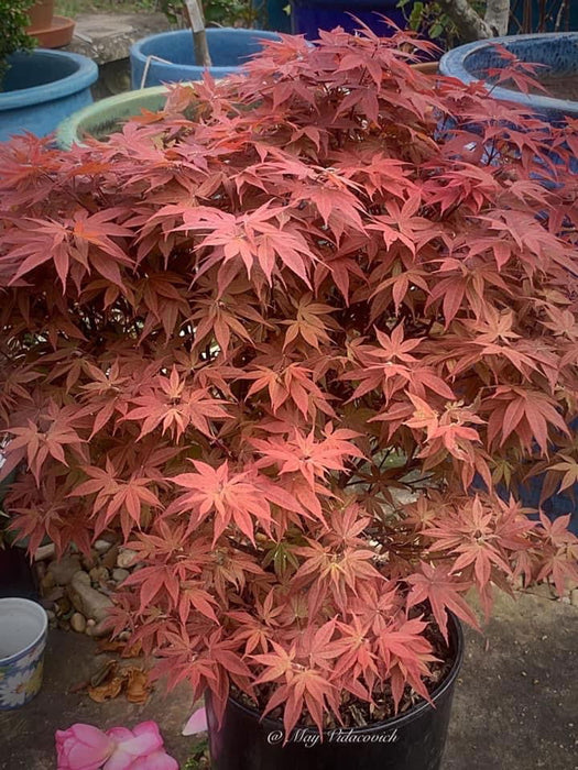 - Acer palmatum 'Rhode Island Red' Dwarf Bloodgood Japanese Maple - Mr Maple │ Buy Japanese Maple Trees