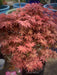 - Acer palmatum 'Rhode Island Red' Dwarf Bloodgood Japanese Maple - Mr Maple │ Buy Japanese Maple Trees