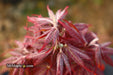 - Acer palmatum 'Rhode Island Red' Dwarf Bloodgood Japanese Maple - Mr Maple │ Buy Japanese Maple Trees