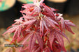 - Acer palmatum 'Rhode Island Red' Dwarf Bloodgood Japanese Maple - Mr Maple │ Buy Japanese Maple Trees