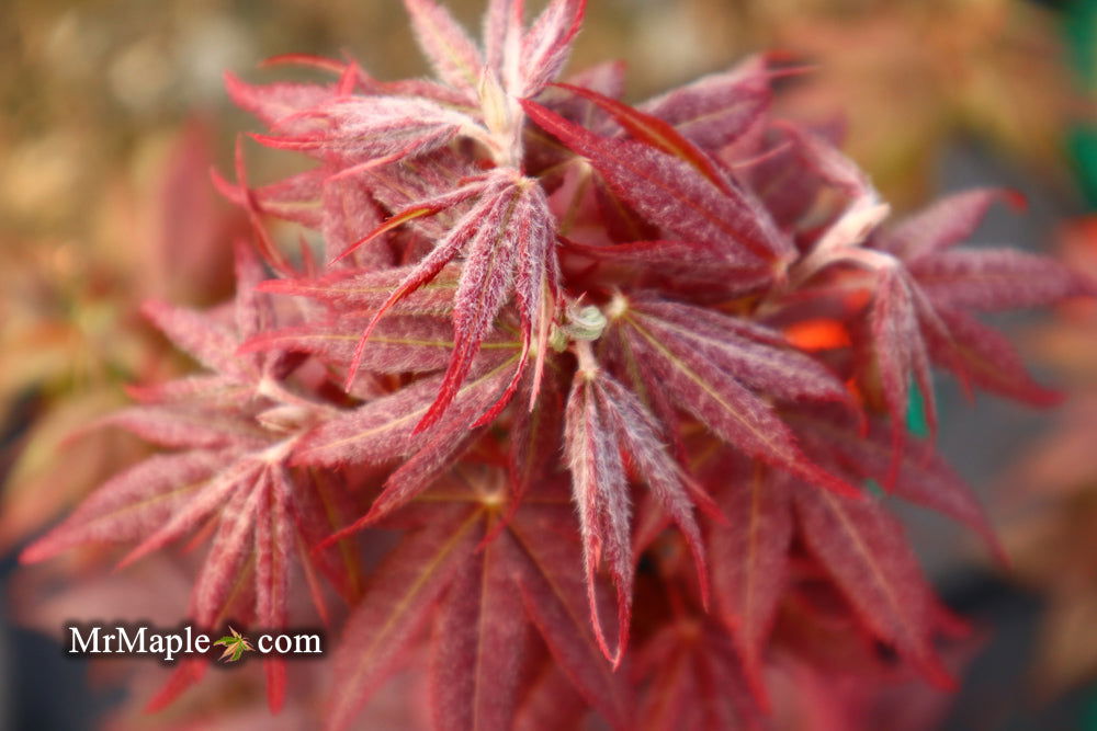 - Acer palmatum 'Rhode Island Red' Dwarf Bloodgood Japanese Maple - Mr Maple │ Buy Japanese Maple Trees