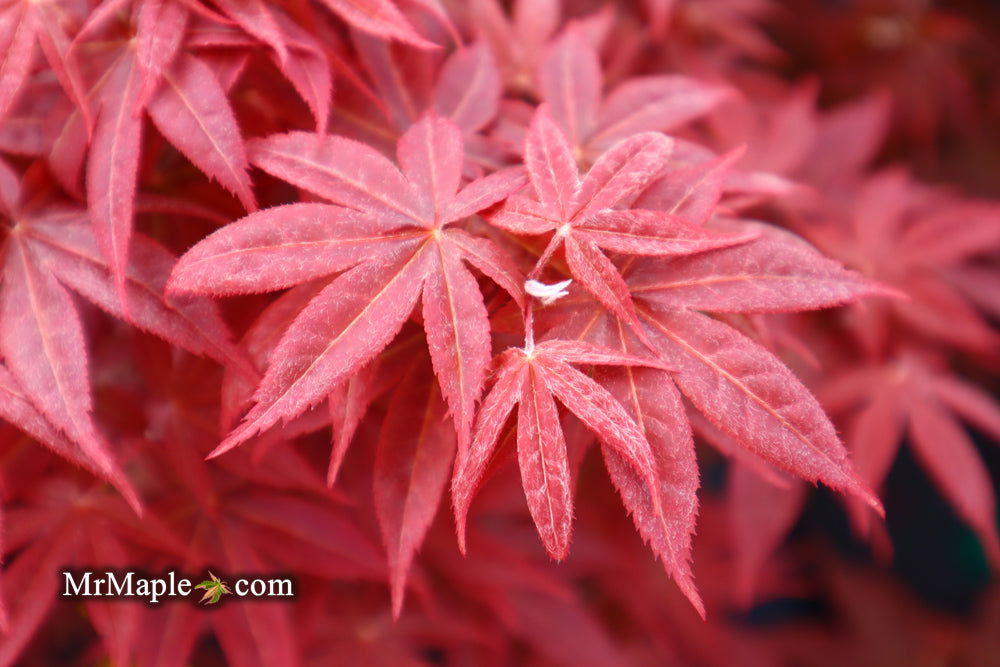 - Acer palmatum 'Rhode Island Red' Dwarf Bloodgood Japanese Maple - Mr Maple │ Buy Japanese Maple Trees