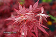 - Acer palmatum 'Rhode Island Red' Dwarf Bloodgood Japanese Maple - Mr Maple │ Buy Japanese Maple Trees