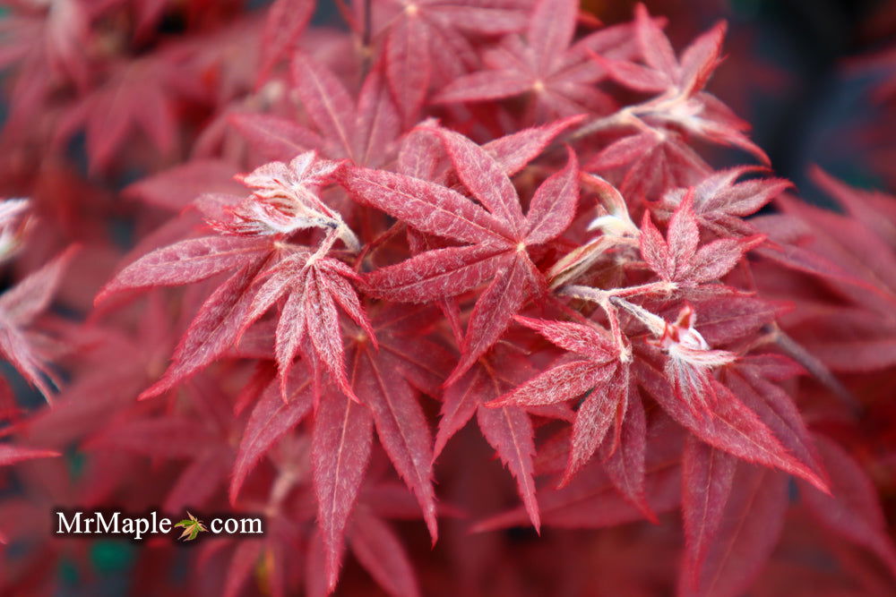 - Acer palmatum 'Rhode Island Red' Dwarf Bloodgood Japanese Maple - Mr Maple │ Buy Japanese Maple Trees