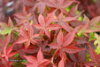 - Acer palmatum 'Rhode Island Red' Dwarf Bloodgood Japanese Maple - Mr Maple │ Buy Japanese Maple Trees