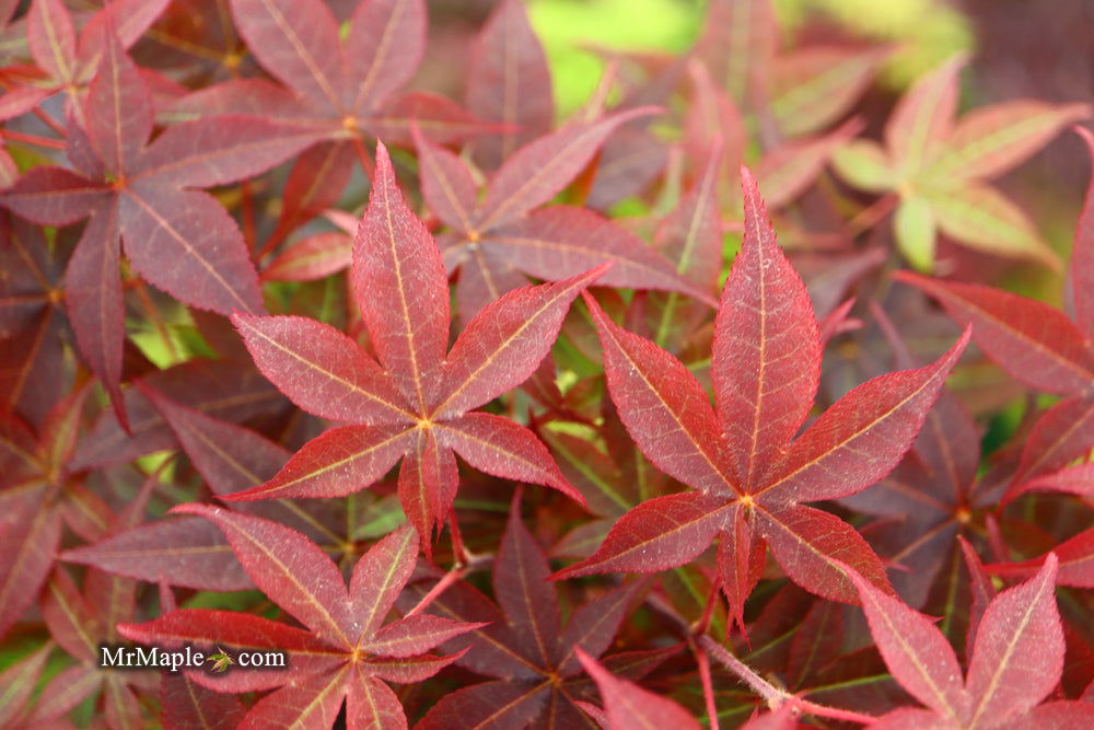 - Acer palmatum 'Rhode Island Red' Dwarf Bloodgood Japanese Maple - Mr Maple │ Buy Japanese Maple Trees