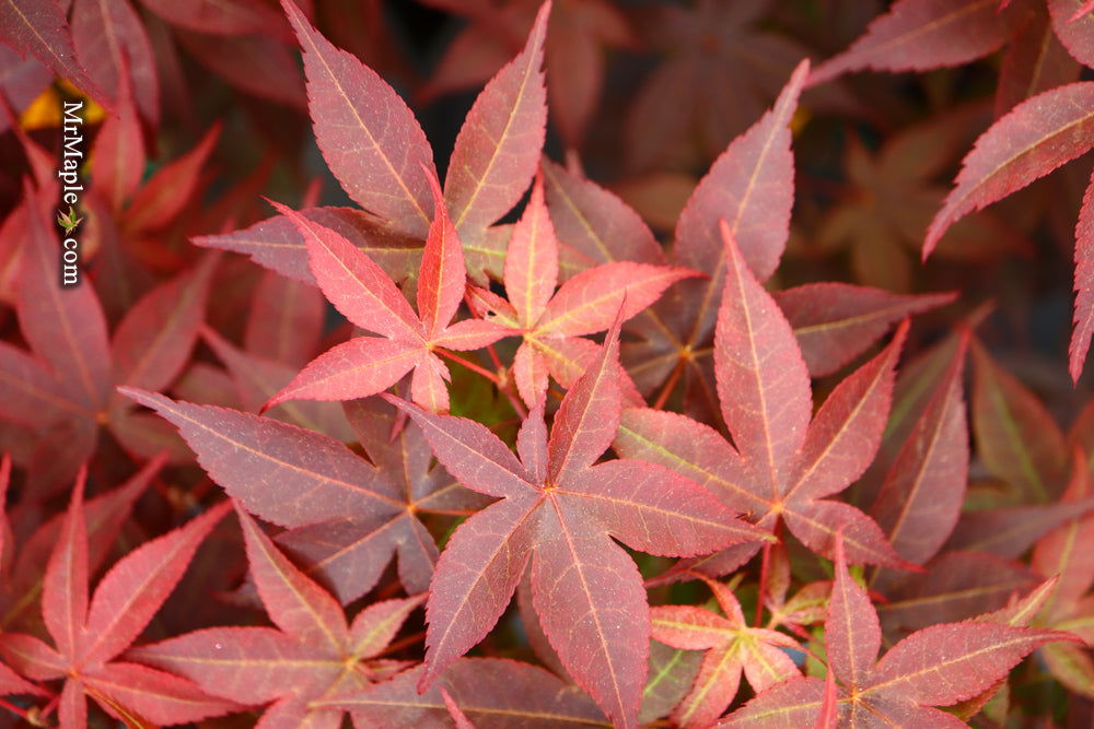 - Acer palmatum 'Rhode Island Red' Dwarf Bloodgood Japanese Maple - Mr Maple │ Buy Japanese Maple Trees