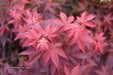 - Acer palmatum 'Rhode Island Red' Dwarf Bloodgood Japanese Maple - Mr Maple │ Buy Japanese Maple Trees