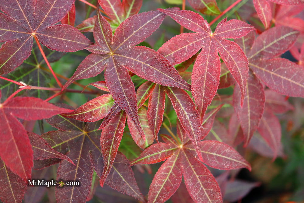 - Acer palmatum 'Rhode Island Red' Dwarf Bloodgood Japanese Maple - Mr Maple │ Buy Japanese Maple Trees