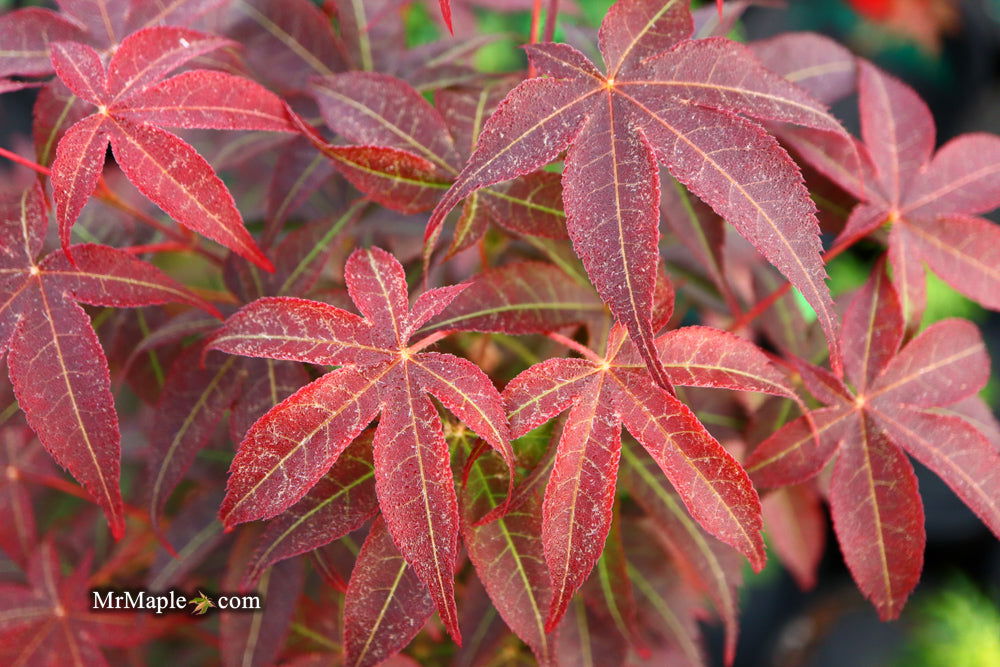 - Acer palmatum 'Rhode Island Red' Dwarf Bloodgood Japanese Maple - Mr Maple │ Buy Japanese Maple Trees