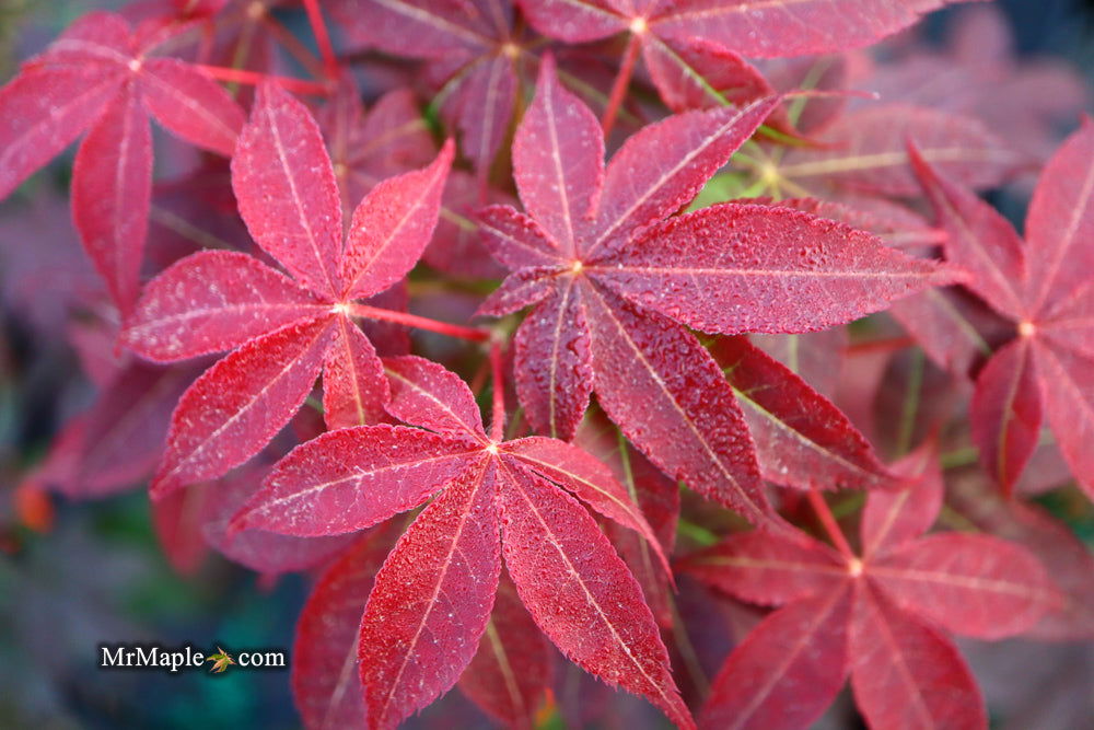 - Acer palmatum 'Rhode Island Red' Dwarf Bloodgood Japanese Maple - Mr Maple │ Buy Japanese Maple Trees