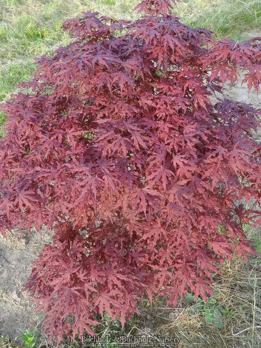 - Acer palmatum 'Right Fred' Japanese Maple - Mr Maple │ Buy Japanese Maple Trees
