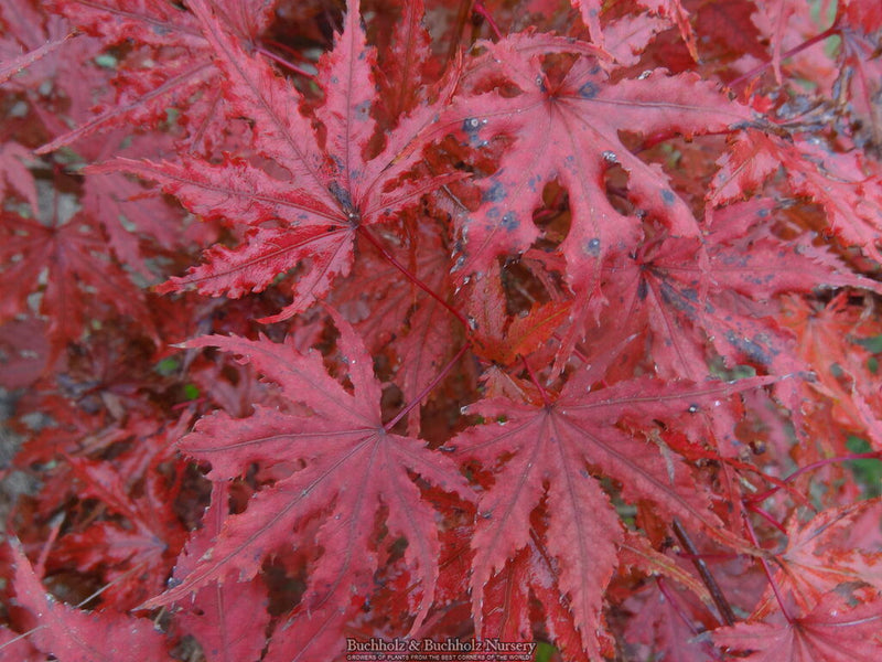 - Acer palmatum 'Right Fred' Japanese Maple - Mr Maple │ Buy Japanese Maple Trees