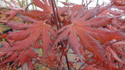 - Acer palmatum 'Right Fred' Japanese Maple - Mr Maple │ Buy Japanese Maple Trees