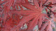 - Acer palmatum 'Right Fred' Japanese Maple - Mr Maple │ Buy Japanese Maple Trees