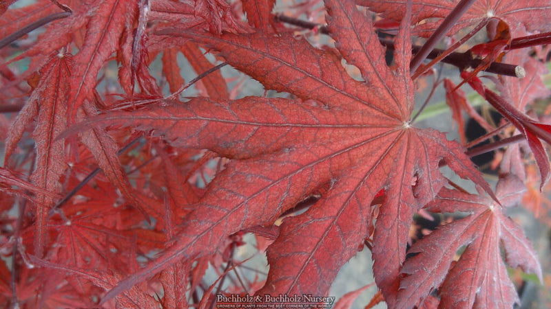 - Acer palmatum 'Right Fred' Japanese Maple - Mr Maple │ Buy Japanese Maple Trees
