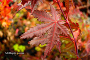- Acer palmatum 'Right Fred' Japanese Maple - Mr Maple │ Buy Japanese Maple Trees