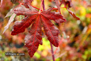 - Acer palmatum 'Right Fred' Japanese Maple - Mr Maple │ Buy Japanese Maple Trees