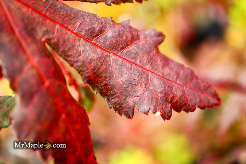 - Acer palmatum 'Right Fred' Japanese Maple - Mr Maple │ Buy Japanese Maple Trees