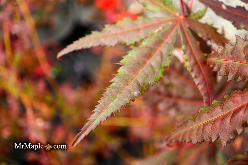 - Acer palmatum 'Right Fred' Japanese Maple - Mr Maple │ Buy Japanese Maple Trees