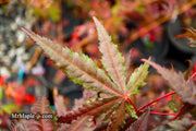 - Acer palmatum 'Right Fred' Japanese Maple - Mr Maple │ Buy Japanese Maple Trees