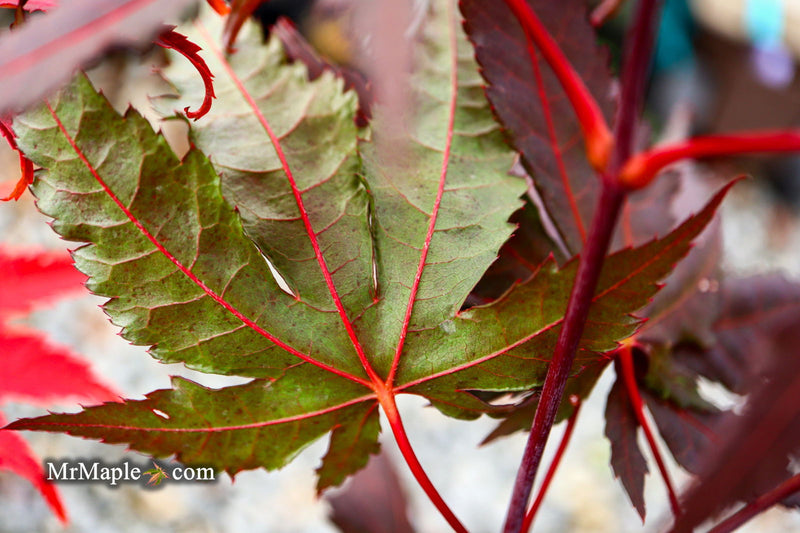 - Acer palmatum 'Right Fred' Japanese Maple - Mr Maple │ Buy Japanese Maple Trees