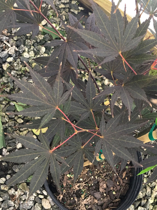 - Acer palmatum 'Riley' Dark Red Japanese Maple - Mr Maple │ Buy Japanese Maple Trees