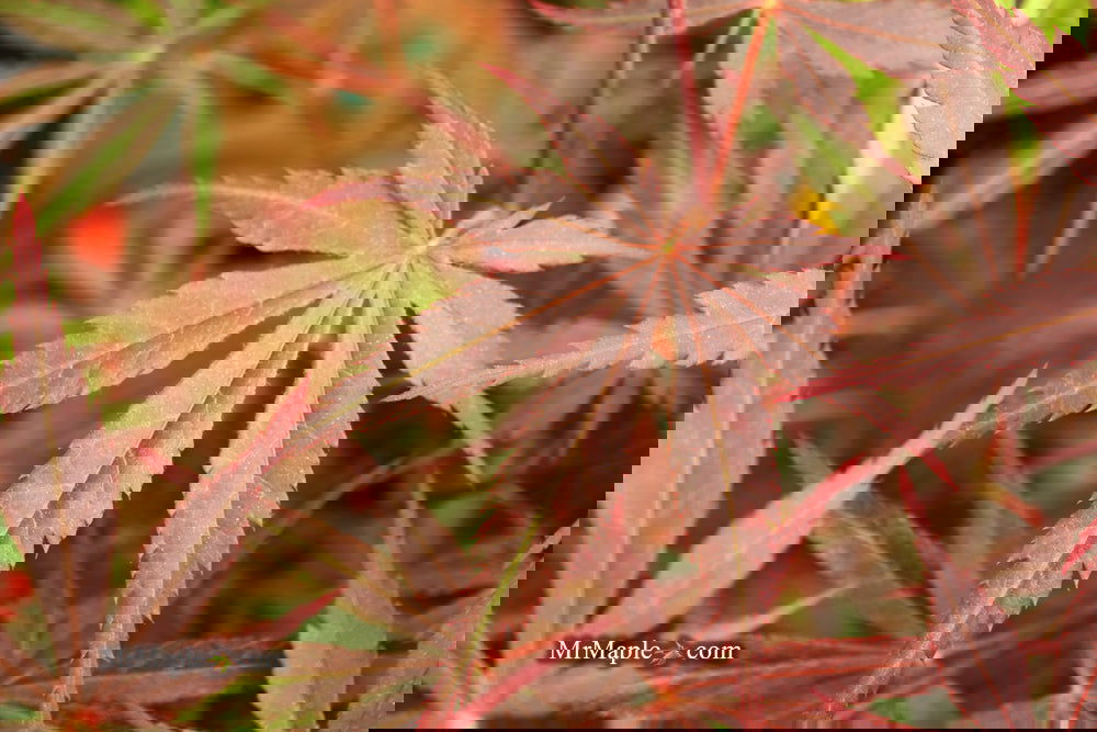 Acer palmatum 'Rite of Spring' Japanese Maple — Mr Maple │ Buy Japanese ...