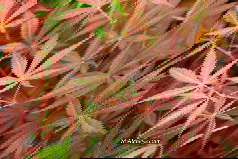 Acer palmatum 'Rite of Spring' Japanese Maple — Mr Maple │ Buy Japanese ...