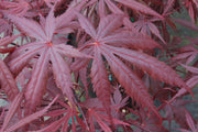 - Acer palmatum 'Rite of Spring' Japanese Maple - Mr Maple │ Buy Japanese Maple Trees